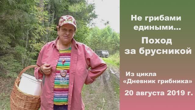 Не грибами едиными. Поход за брусникой. Дневник грибника 20 августа 2019 смотреть онлайн