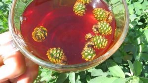 Чай с сосновыми шишечками