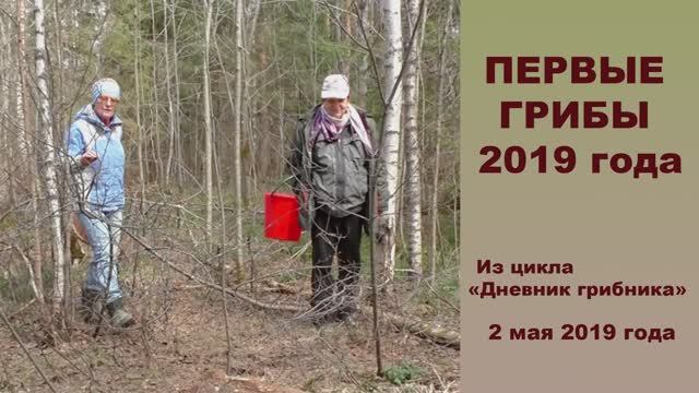 Первые грибы 2019 года. Дневник грибника 2 мая 2019 года. смотреть онлайн