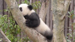 🐼 Пушистая премьера в Чэнду 🍼