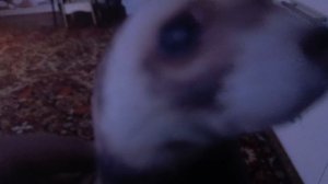 распоковка хорька