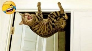 СМЕШНО ДО СЛЕЗ 😹😍 СМЕШНЫЕ КОТЫ, ЛУЧШИЕ ПРИКОЛЫ С КОТАМИ, СОБАКАМИ КОШКИ,СОБАКИ , ЖИВОТНЫЕ 🥰