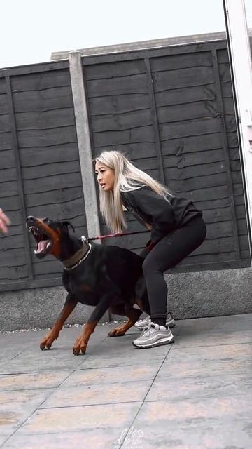 Дрессировка добермана. Игорь Алтайский.