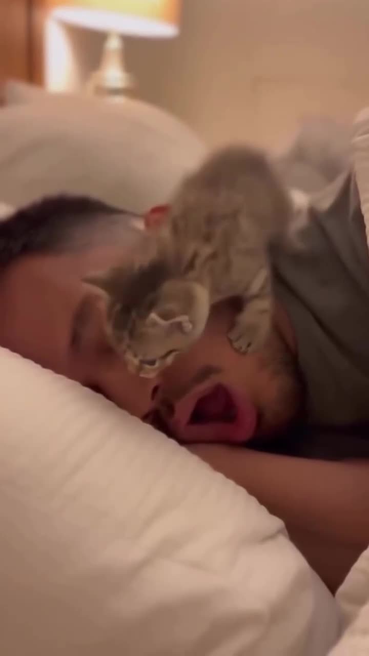 Наши пyшистые друзья 😂😂 смотреть онлайн