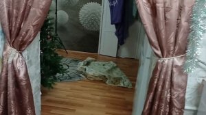 Налепила пельмени// Повесила гирлянду