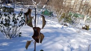 Как после оценки дерева выбрать правильную формировку.