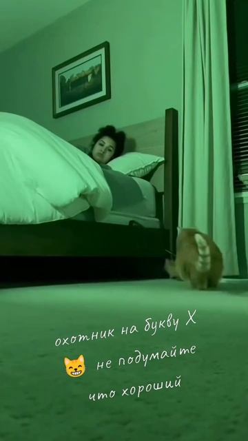 Вот оказывается почему... котаны бегают ночью как лошади! С новым годом лошади, друзья 😅🎄❄️ #юмор #к