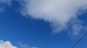 01.01.26 г. Андижанская порода голубей (2)