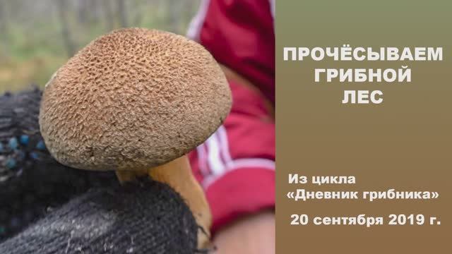 Прочёсываем грибной лес. Дневник грибника 20 сентября 2019 года. смотреть онлайн