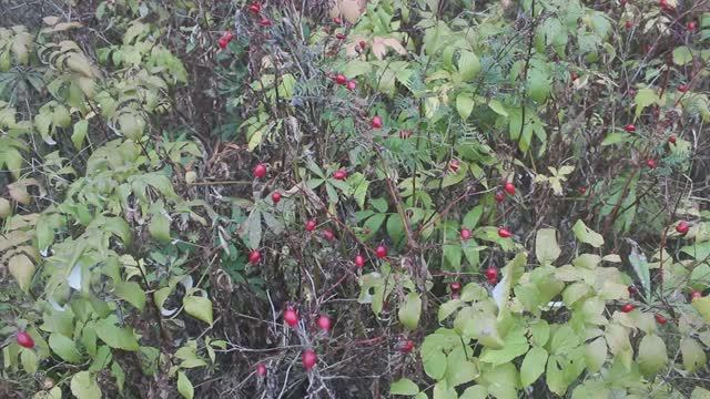 Дикий шиповник. Урожай 2015