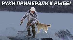 О рыбалка! Руки примерзают к рыбе! Зимний промысел в горах: бензопила, шуруповерт и верный пёс