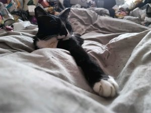 Киска с помойки 1 января