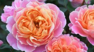 Tapestry- новинка японской селекции Такинори Кимуро 2024.