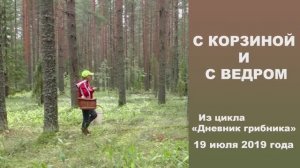 С корзиной и с ведром! Дневник грибника 19 июля 2019 года.