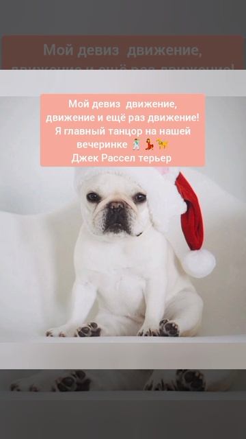 Как разные породы собак думают,как лучше всго отметить новый год?🎄🎉🤔🐶