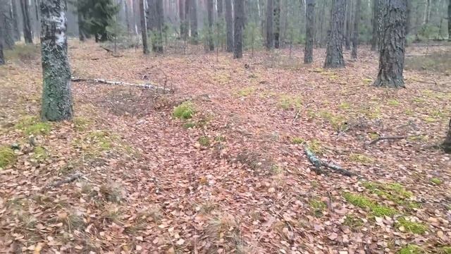 ОСЕННИЕ ГРИБЫ НА КАЖДОМ ШАГУ! ОПЯТА И РЯДОВКИ РАДУЮТ С? смотреть онлайн