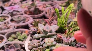 Небольшой обзор суккулентов, посадим садик часть 1.#комнатныерастения#суккуленты