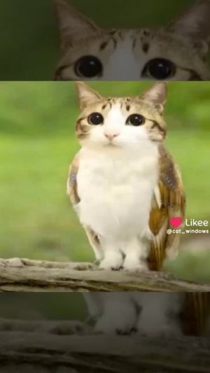 давайте вспомним мемы из 2025 года🥀