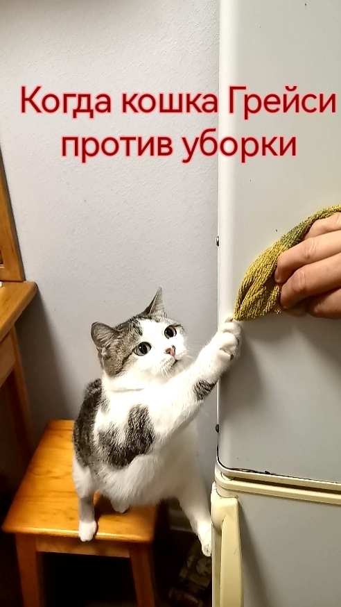 Когда кошка Грейси против уборки.