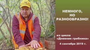 Немного, но разнообразно! Дневник грибника 4 сентября 2019 года.