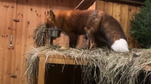 Лиса-Алиса. Новогоднее лакомство для Игниса