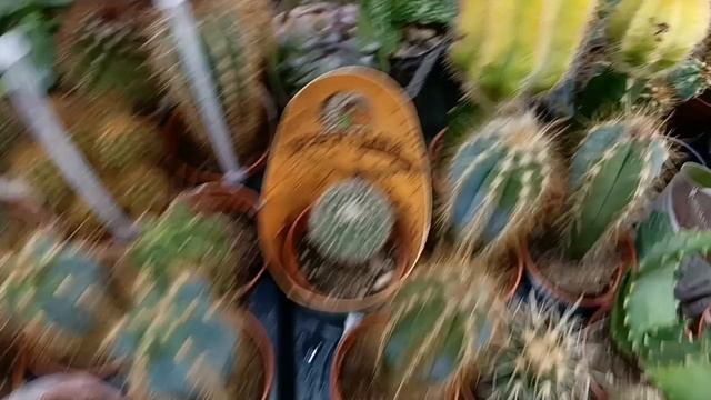 #красота кактусов в Оби в брянске смотреть онлайн