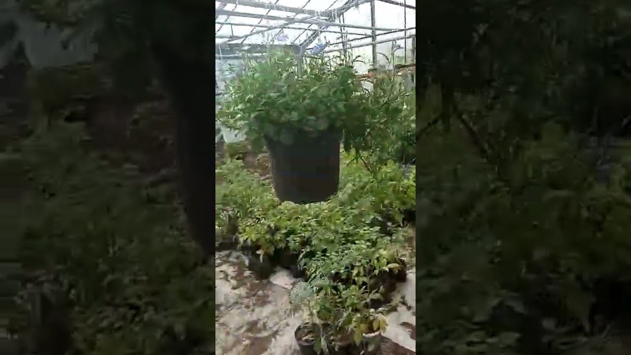  смотреть онлайн