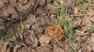 Первые грибы сезона 2016 года.