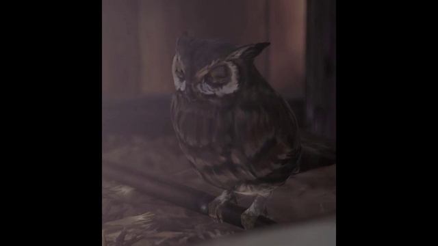 Сова-нарезка смотреть онлайн