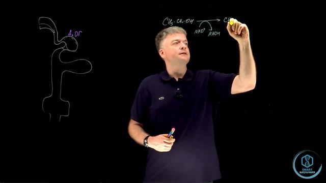 Метаболизм этанола, или ПОЛЬЗА ЗАКУСЫВАНИЯ! смотреть онлайн