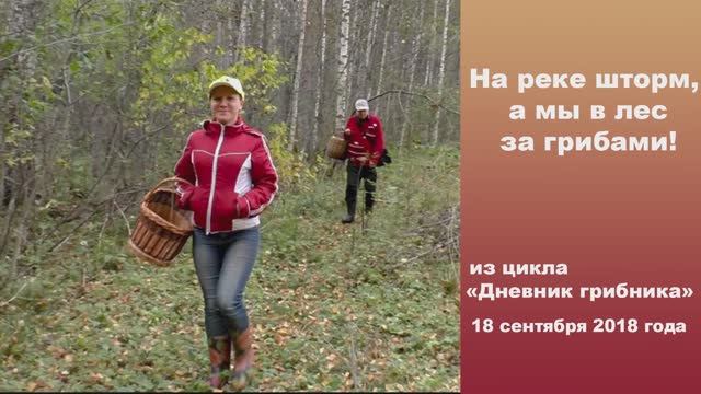 На реке шторм, а мы в лес за грибами. Дневник грибника 18 сентября 2018 года. смотреть онлайн