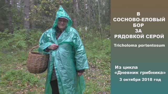 В сосново-еловый бор за рядовкой серой. Дневник грибника 3 октября 2018 года. смотреть онлайн