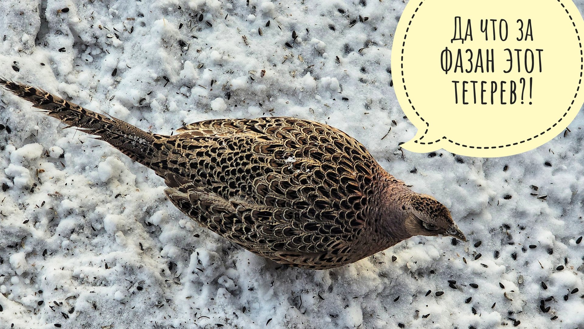 Прошлогоднее видео! Наряжаем ёлочку и встречаем фазана в Птиченькином кафе! Егор привёз подарок Кофи смотреть онлайн