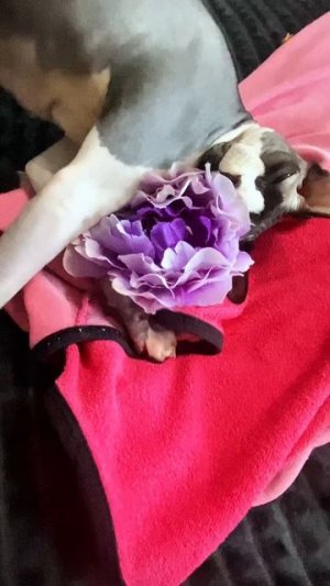 Вот что значит девочка🤣Кошка отжимает у меня брошь🤣🤣🤣