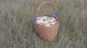 Трёхведёрная корзина  Пёстрых Зонтиков. 2015 год сентябрь.