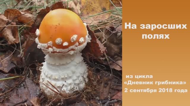 На заросших полях. Дневник грибника 2 сентября 2018 года. смотреть онлайн