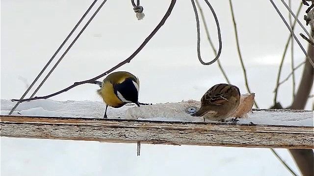 Сало - только членам профсоюза.