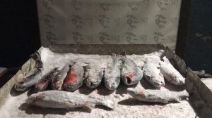 хороший улов форели