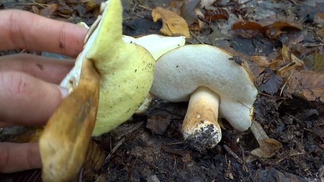 Гиропорус каштановый (Gyroporus castaneus), или Каштановый гриб смотреть онлайн