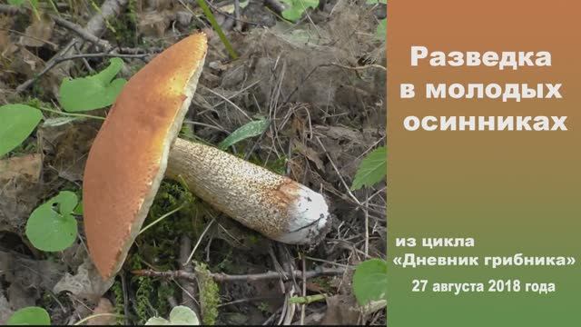 Разведка в молодых осинниках. Дневник грибника 27 августа 2018 года. смотреть онлайн