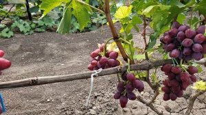 ГФ Винограда: КРАСНЫЙ ТЮЛЬПАН и СОФИНА!!!