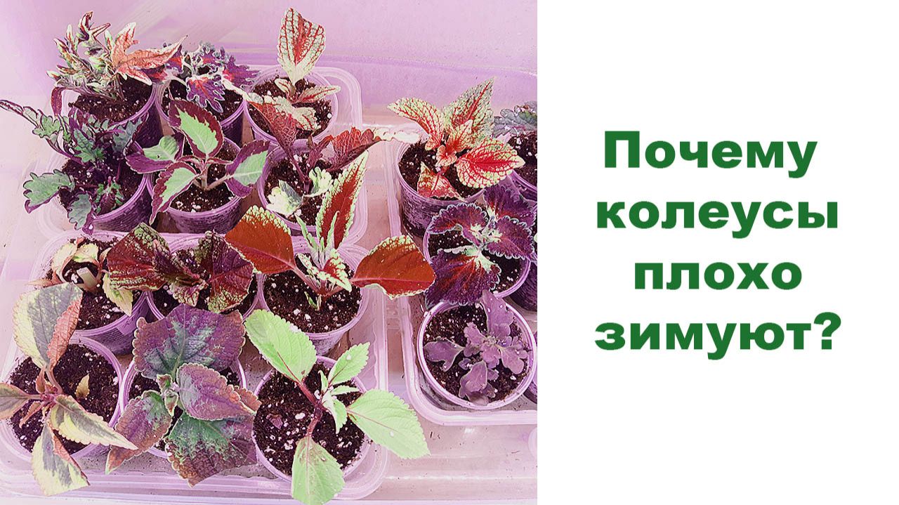 Почему колеусы плохо зимуют? Или как мы сохраняем колеусы зимой. смотреть онлайн