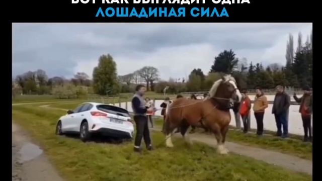 Вот как выглядит одна лошадиная сила смотреть онлайн