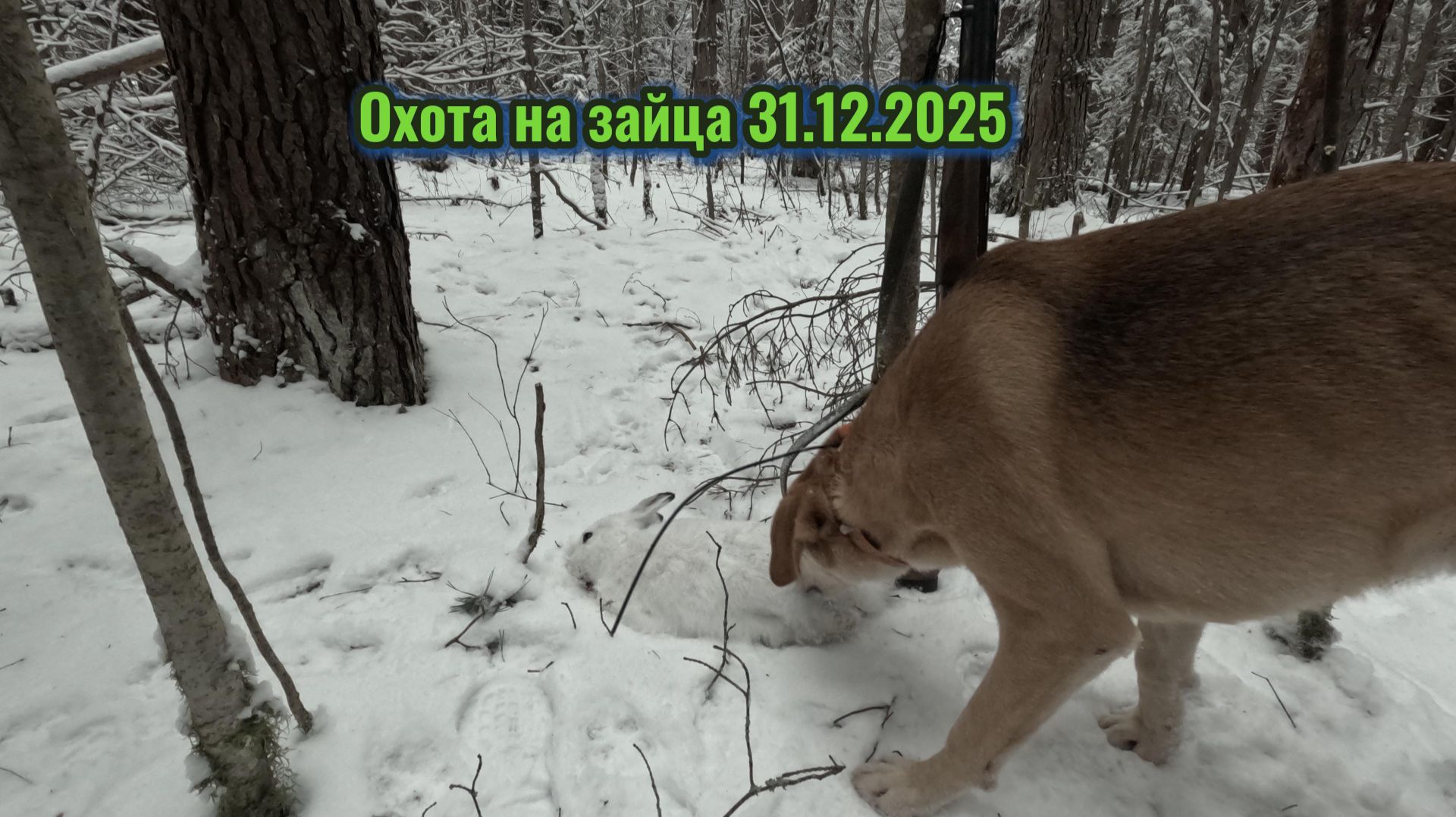 Охота на зайца 31.12.2025 смотреть онлайн