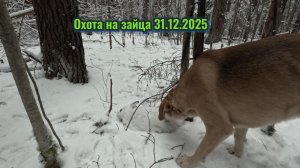 Охота на зайца 31.12.2025