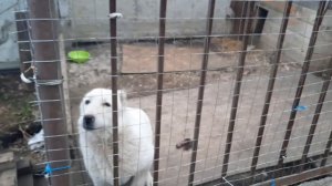 СЫТОПЬЯНОНОС В ТАБАКЕ✅