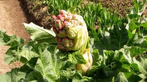 Цветёт ревень