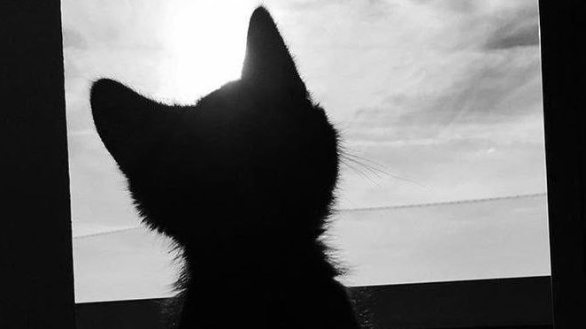 проверяю вебку в стендофф 2