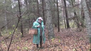 Дневник грибника 18 октября 2017 года. Чага, грузди, вешенки.