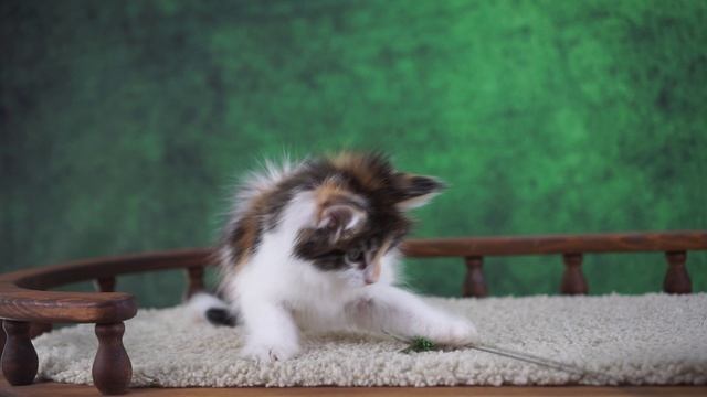 Renesmee 2 месяца смотреть онлайн